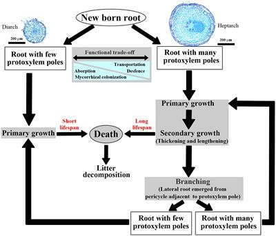 The Hierarchy of Protoxylem Groupings in Primary Root and Their Plasticity to Nitrogen Addition in Three Tree Species